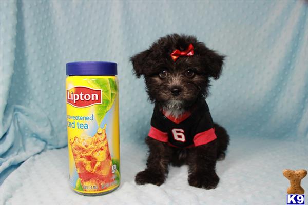 lvpuppyheaven Picture 3